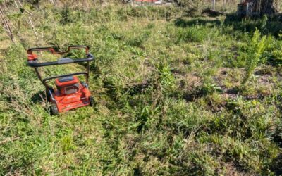 Mowing between the rows in the comfrey patch.