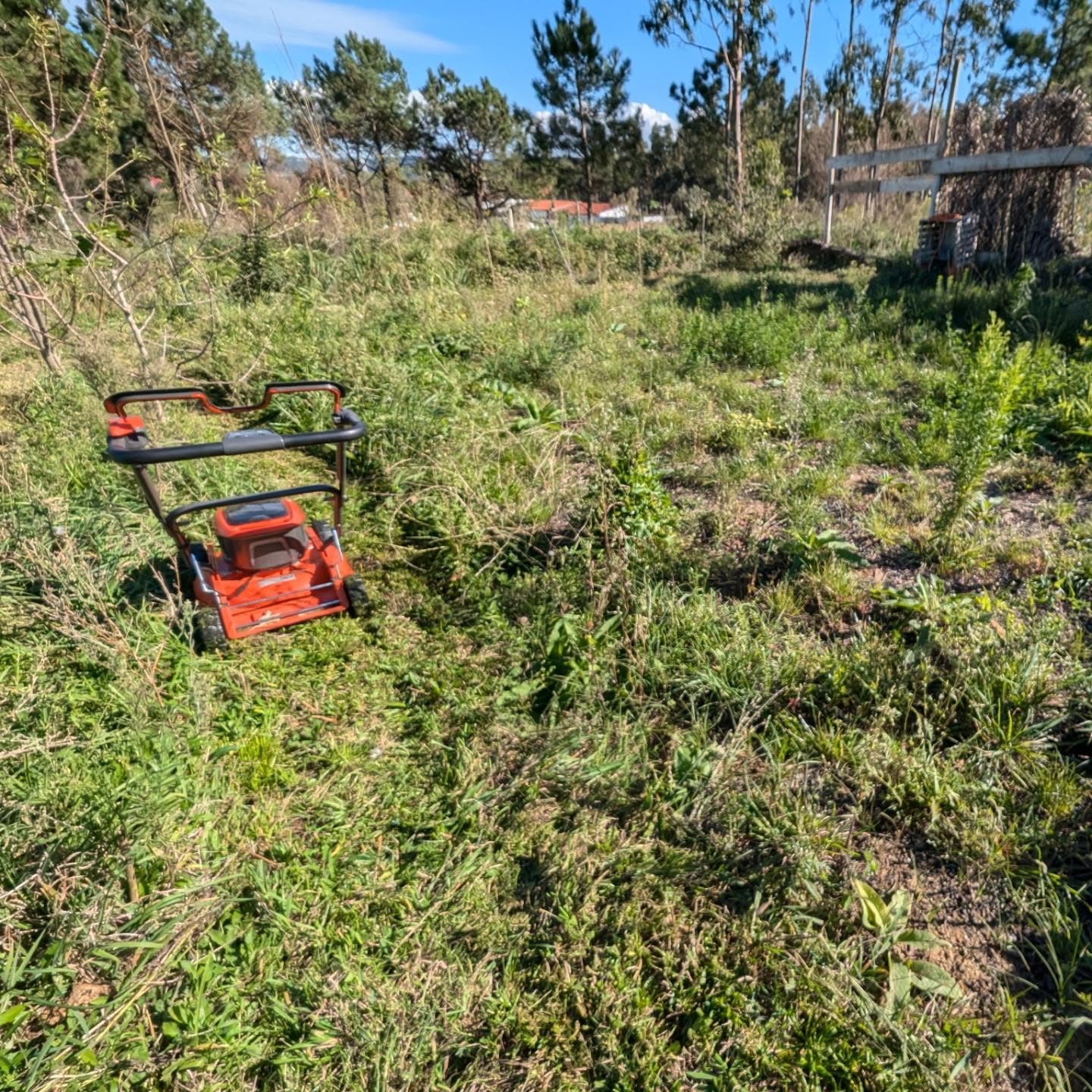 Mowing between the rows in the comfrey patch.