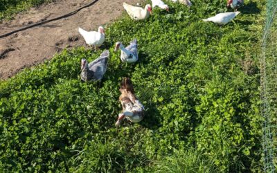Fresh grass for the birds.