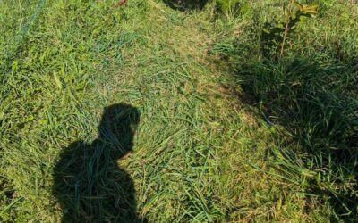 Cleaning: fence lines for the birds, jungly growth in what used to be poor soil, access paths through the berry world.
