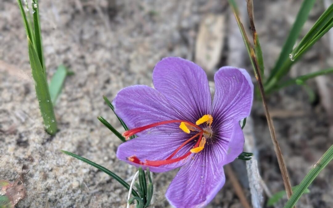 First saffron flower of the year.