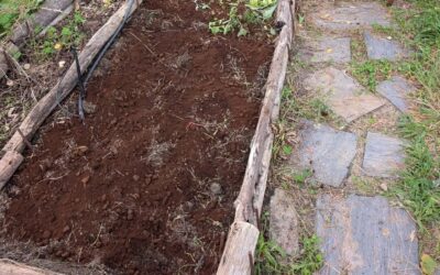 Fertilized this veggie garden bed with coffee grounds and thickly mulched it with wood chips that have been used for duck coop bedding.