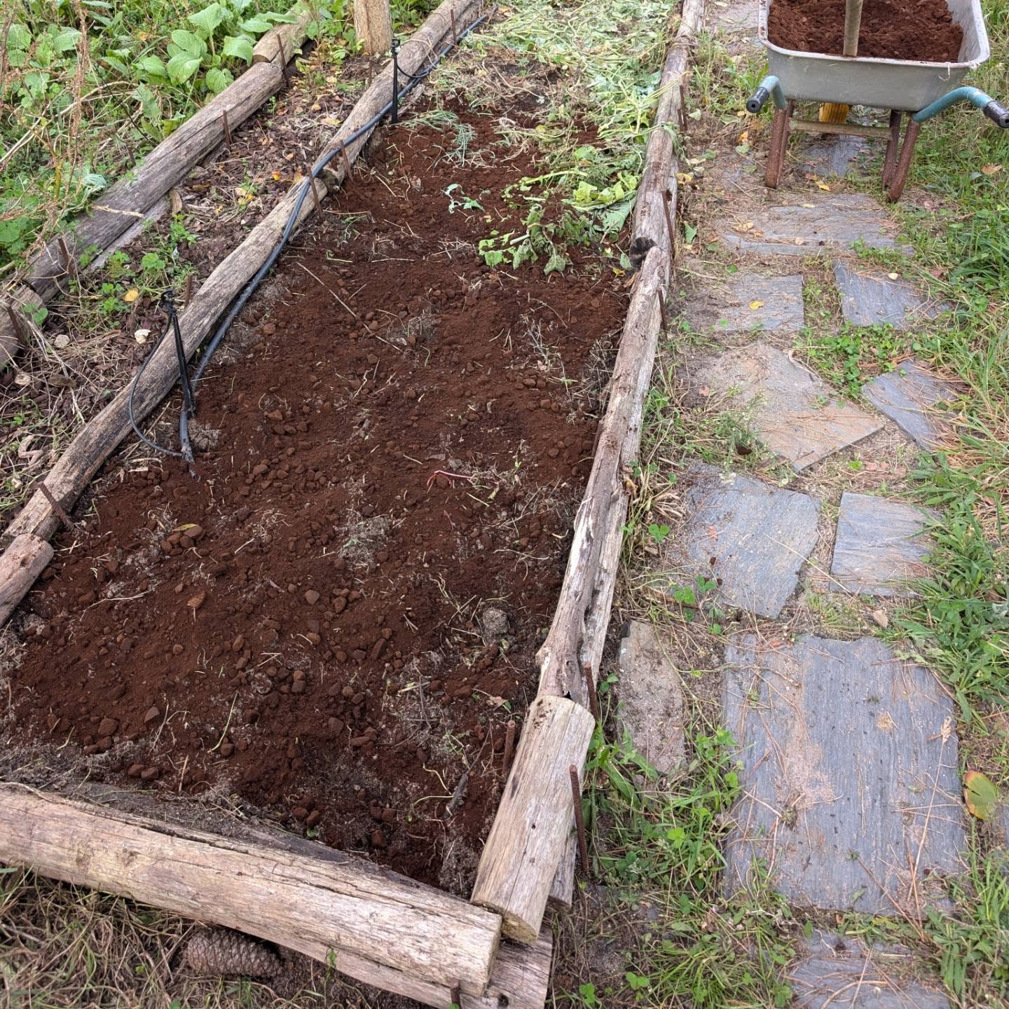 Fertilized this veggie garden bed with coffee grounds and thickly mulched it with wood chips that have been used for duck coop bedding.