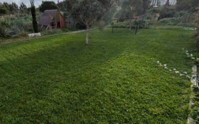 Mowed the lawn and cleaned/mulched some access paths to it.