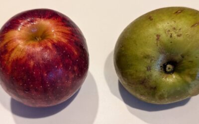 First (and entire 😅) apple harvest from the trees we planted!