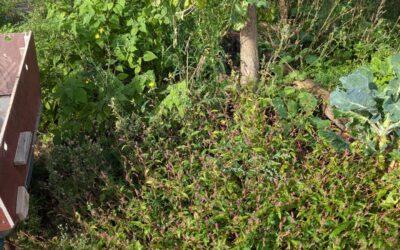 Cleaned up this overgrown veggie garden bed, preparing it for winter crops.