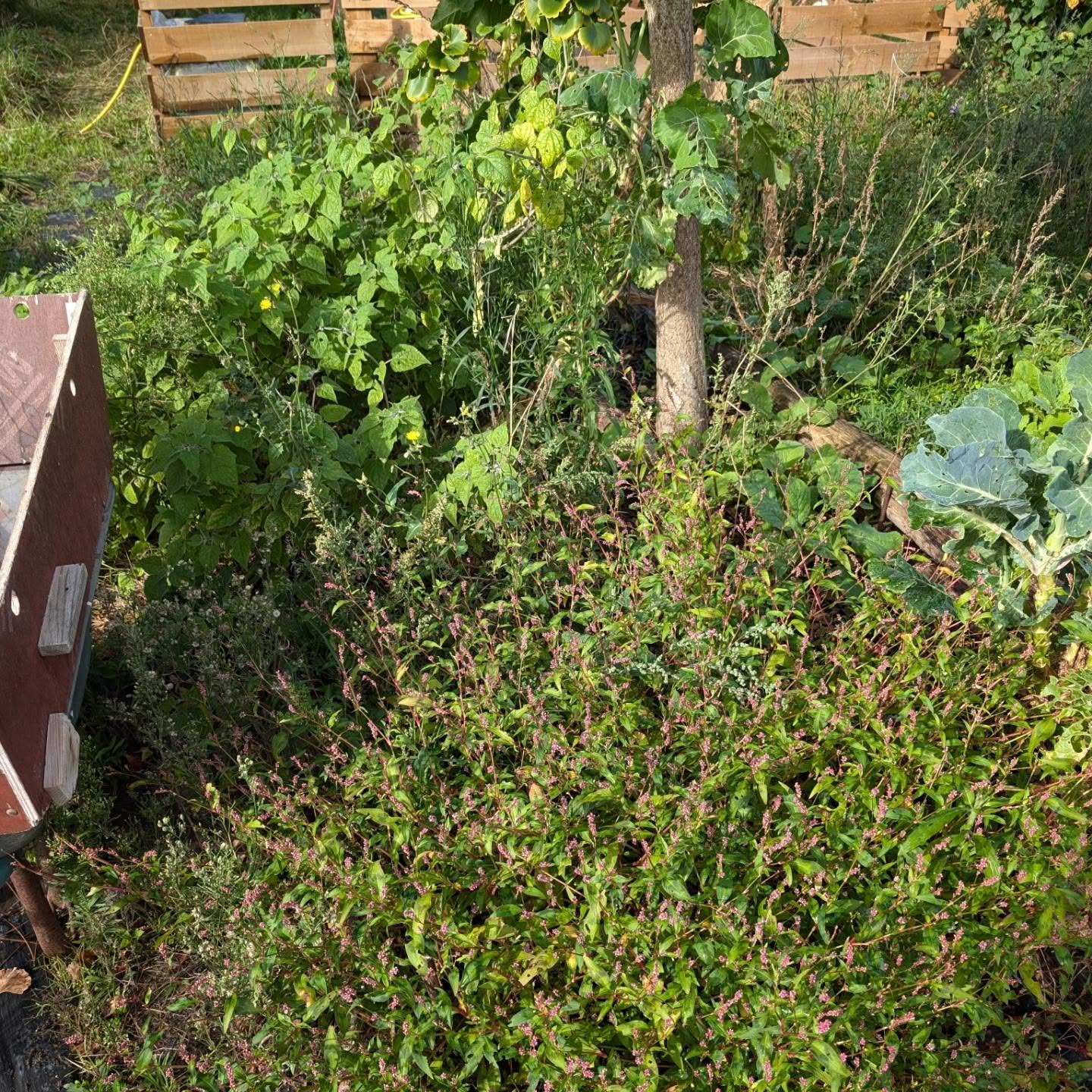 Cleaned up this overgrown veggie garden bed, preparing it for winter crops.