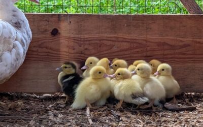 🐤13 wonderful ducklings 🐤