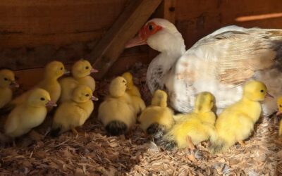 Our ducklings are doing great and so is the proud momma.