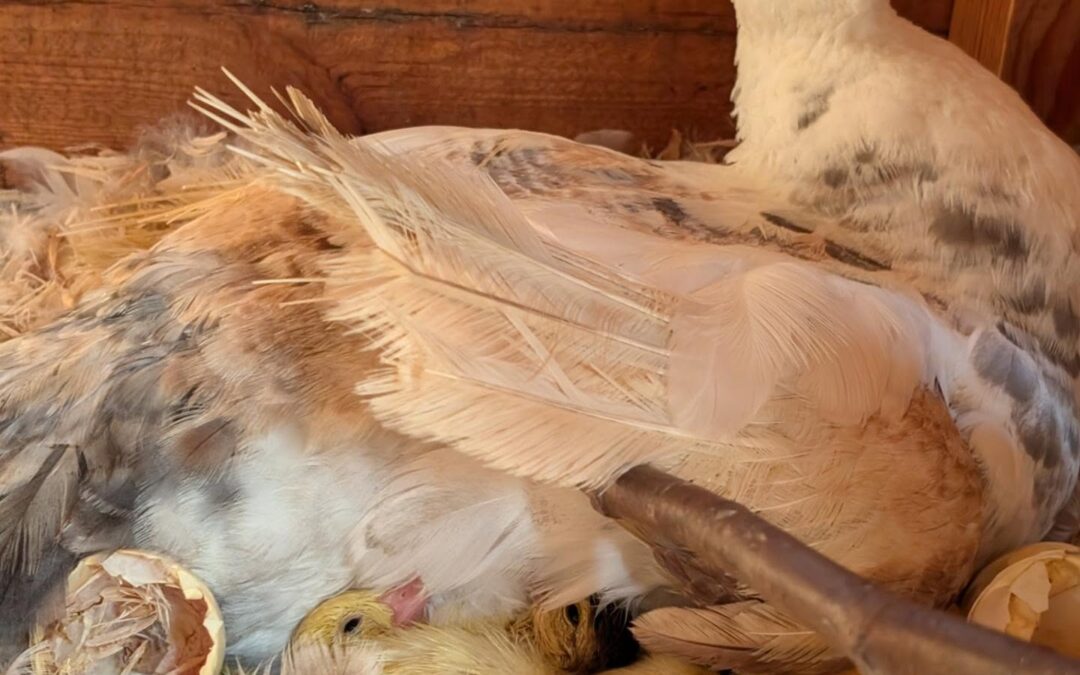 Incoming: mama duck’s clutch is starting to hatch.