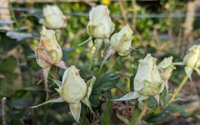 I think I’m starting to see the appeal of roses.