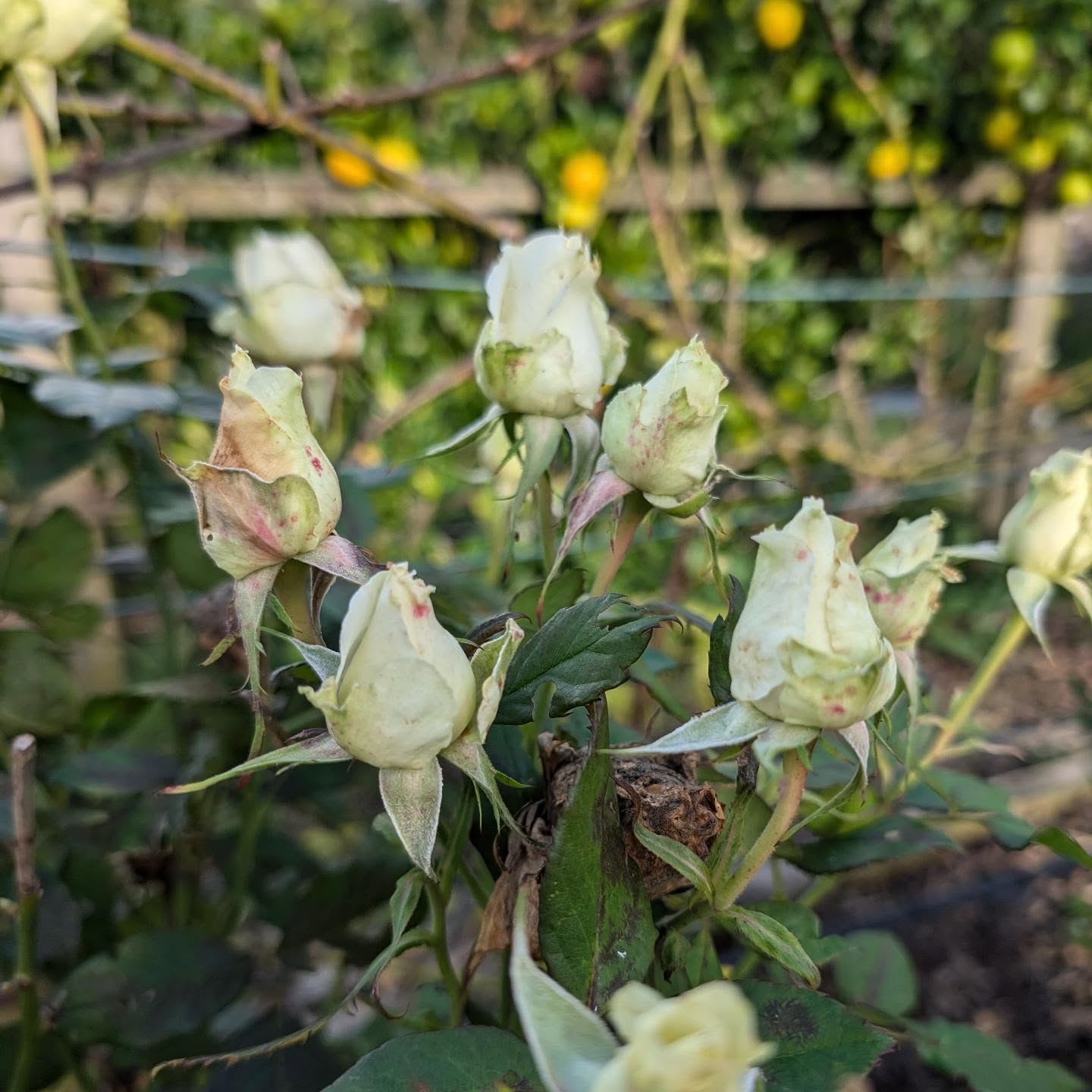 I think I’m starting to see the appeal of roses.