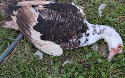 Our favorite duck passed away this week.