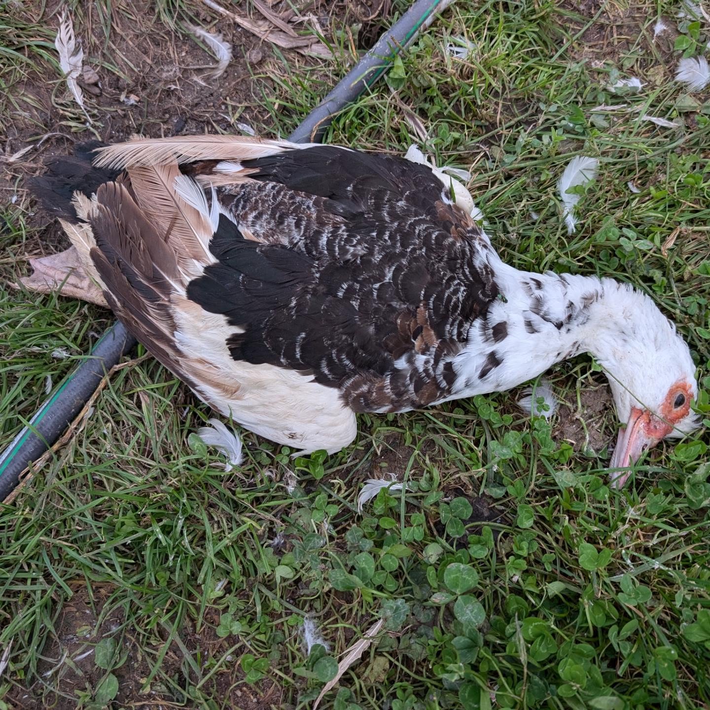 Our favorite duck passed away this week.