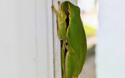 🐸A frog on our water sprout. A gift from the rain. 💦
