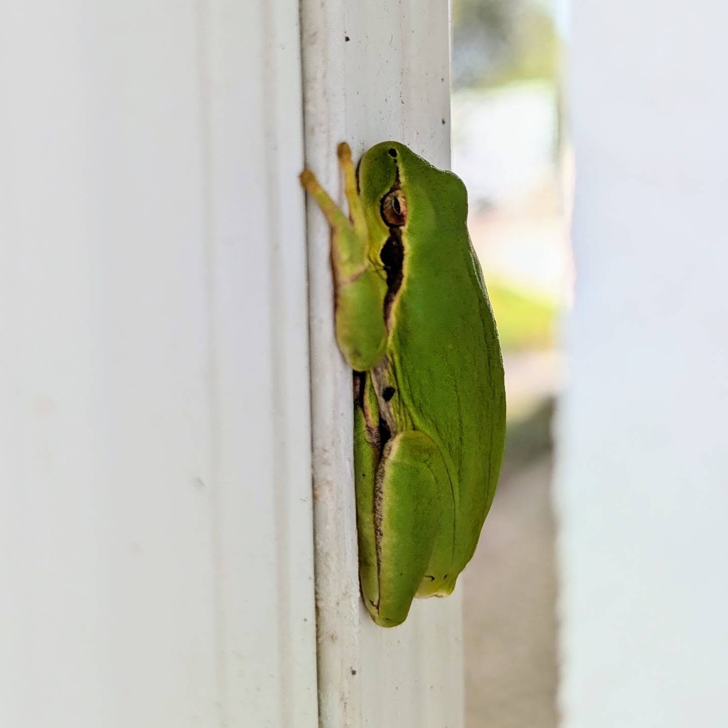 🐸A frog on our water sprout. A gift from the rain. 💦