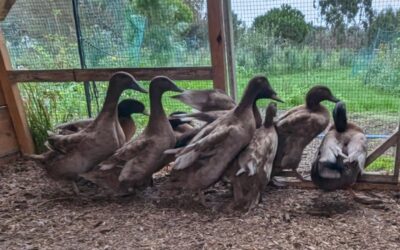 Duck harvest day: 9 of the Khakis are, possibly for the first time in their high strung lives, chilling.