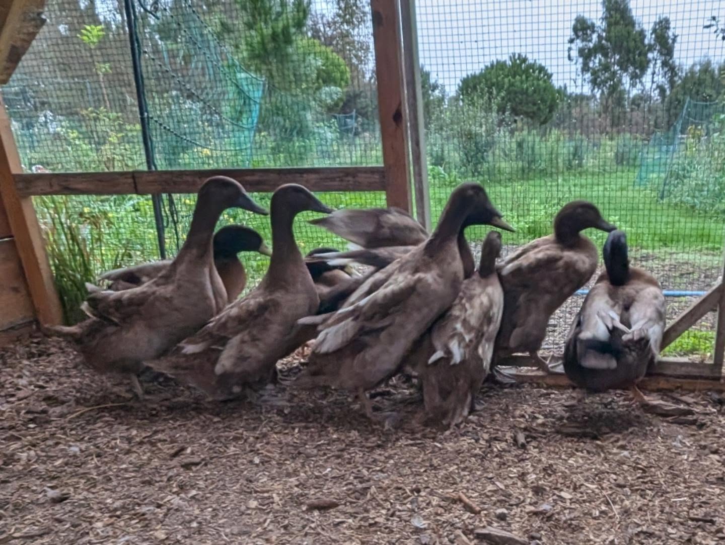 Duck harvest day: 9 of the Khakis are, possibly for the first time in their high strung lives, chilling.