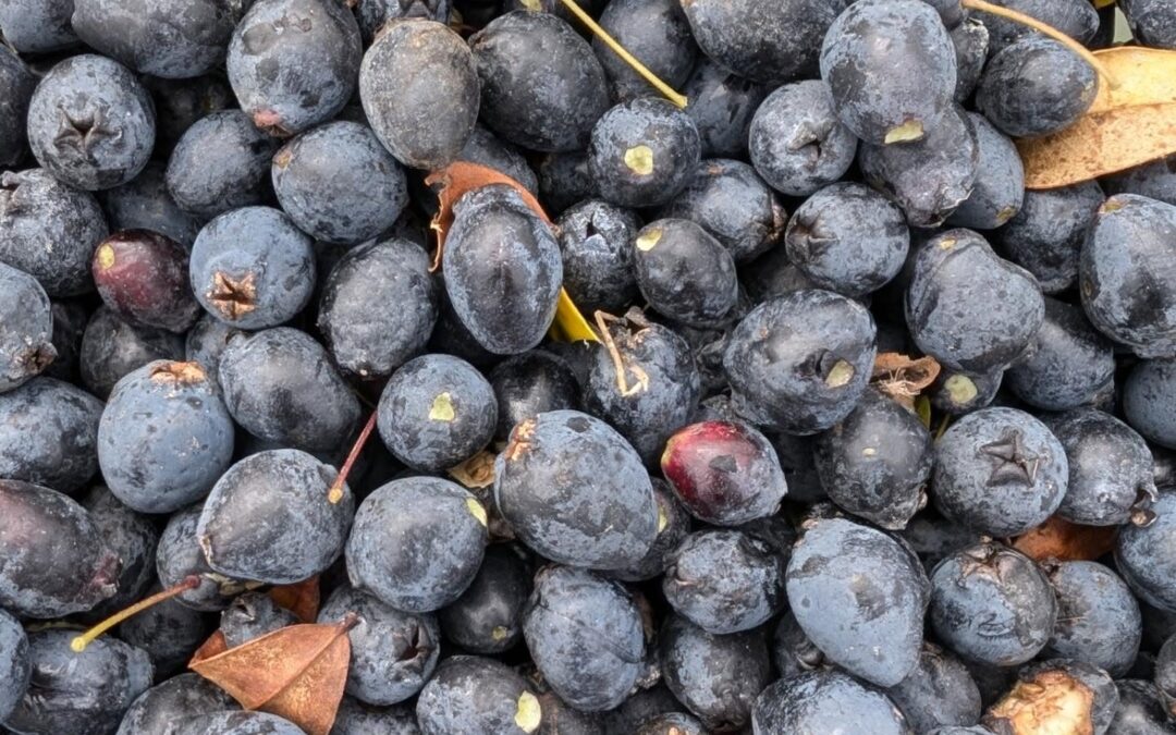 Harvesting myrtle / murtas, also known as wild blueberries.