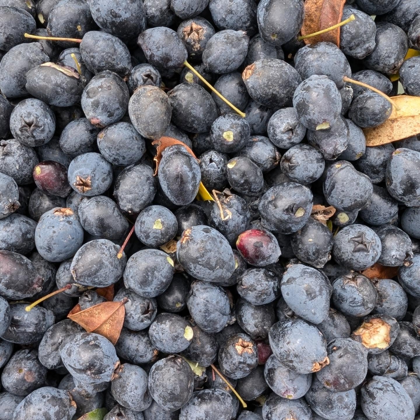 Harvesting myrtle / murtas, also known as wild blueberries.