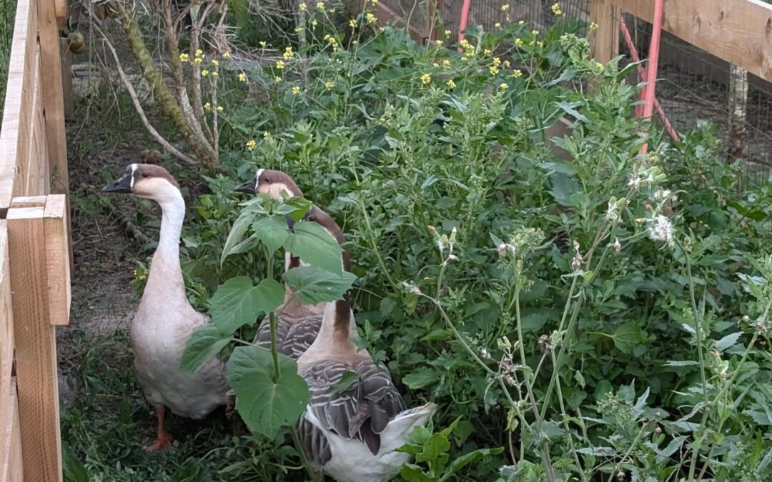 The remaining geese are taking a vacation in the nursery area. They were sharing a pasture strip with the Khaki ducks, and were being complete bullies.