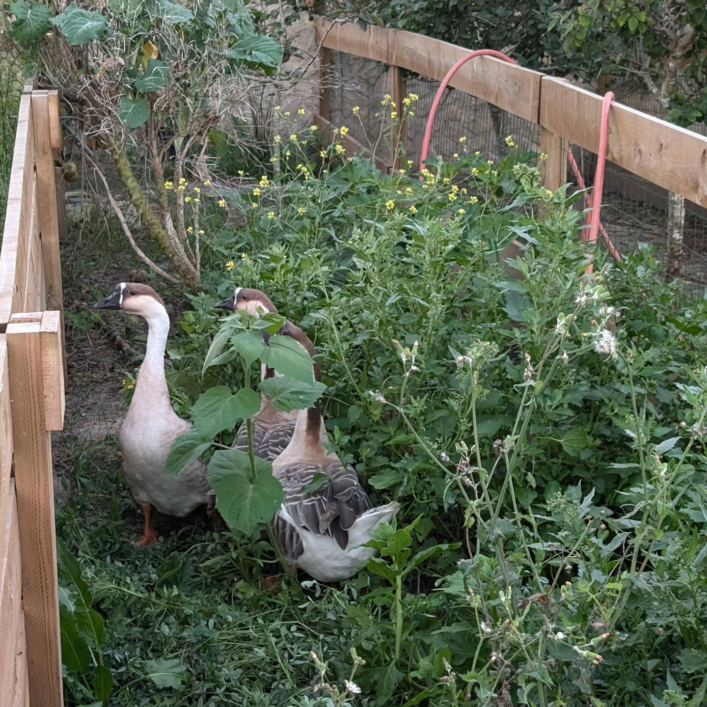 The remaining geese are taking a vacation in the nursery area. They were sharing a pasture strip with the Khaki ducks, and were being complete bullies.
