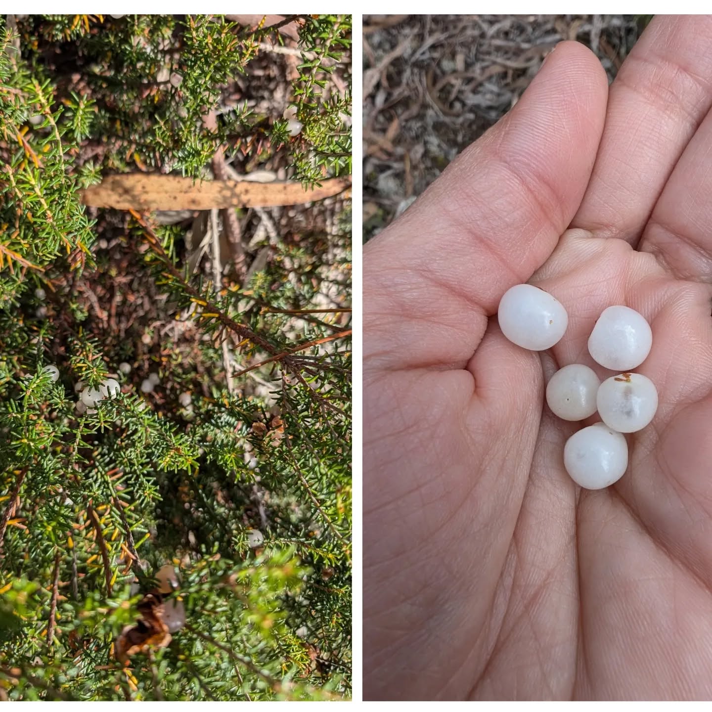 The end of a season. Goodbye camarinhas, we’ll see you next summer 🏝️🌞