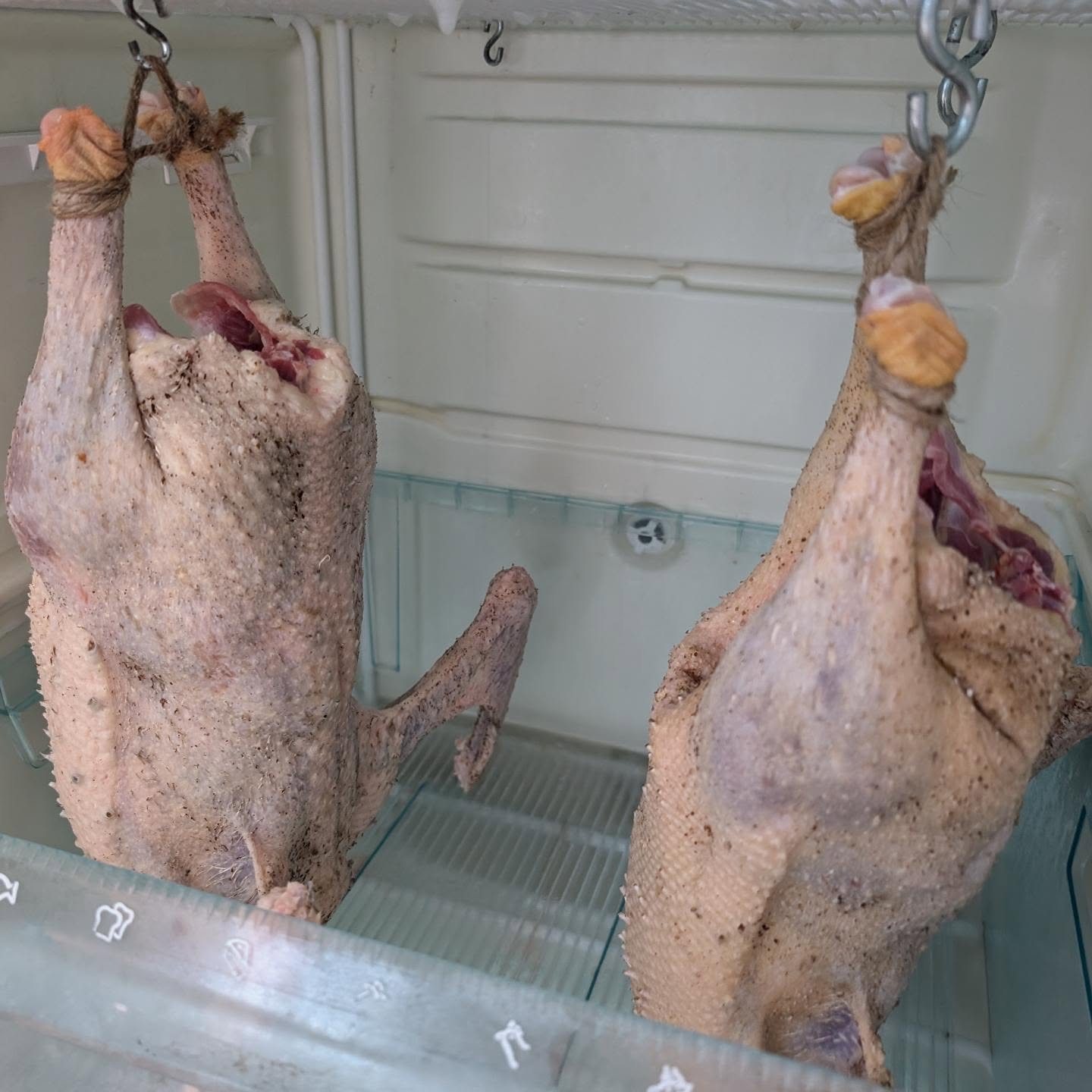 We said goodbye to the two Toulouse geese yesterday.