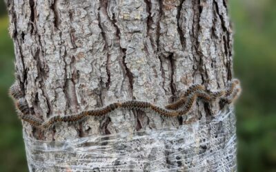 Processionary caterpillar season ramping up.