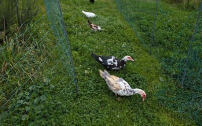 Fresh pasture for the birds, and an electrovalve box broken with the lawnmower during the move (hi David!).