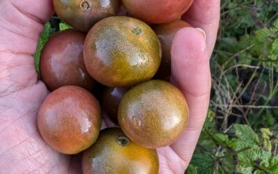 Most likely, these are our last tomatoes of the season… They are delicious and will be missed.