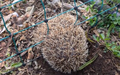Hedgehog stuck in the electric fence 🥺☠️