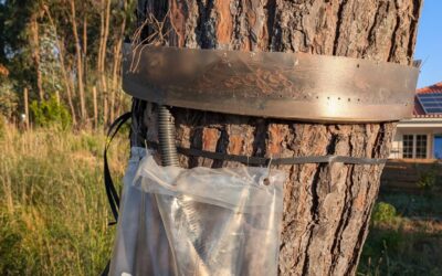 New bag installed on the processionary caterpillar trap on the big pine tree.