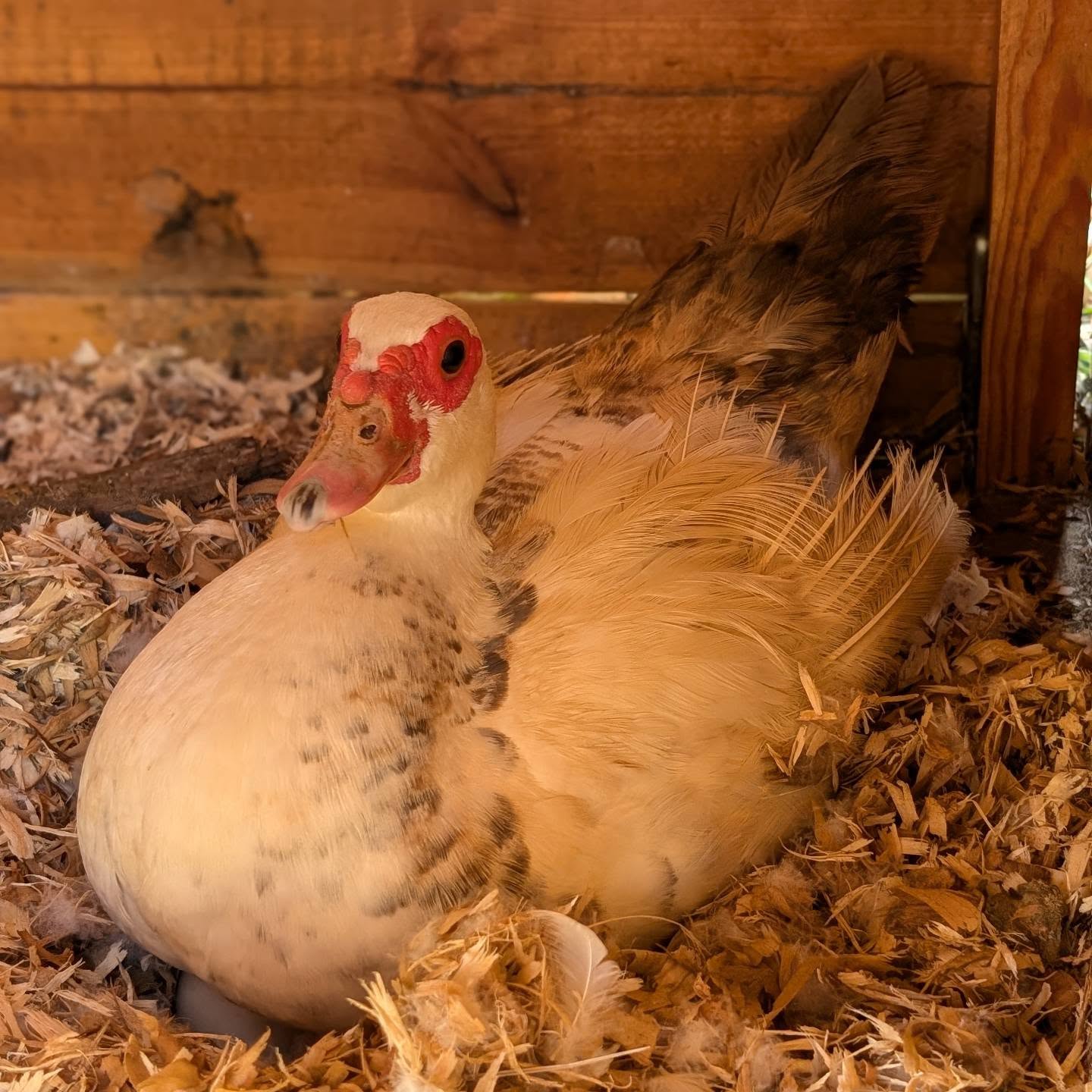 Future mama duck starting to work.