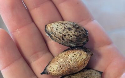 This year’s incredible almond and grape harvest 😅