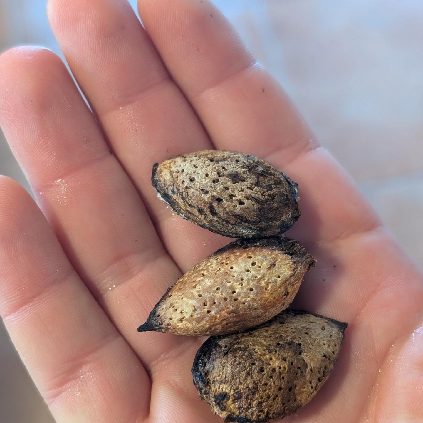 This year’s incredible almond and grape harvest 😅