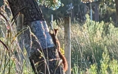 The squirrels are back! 🥳