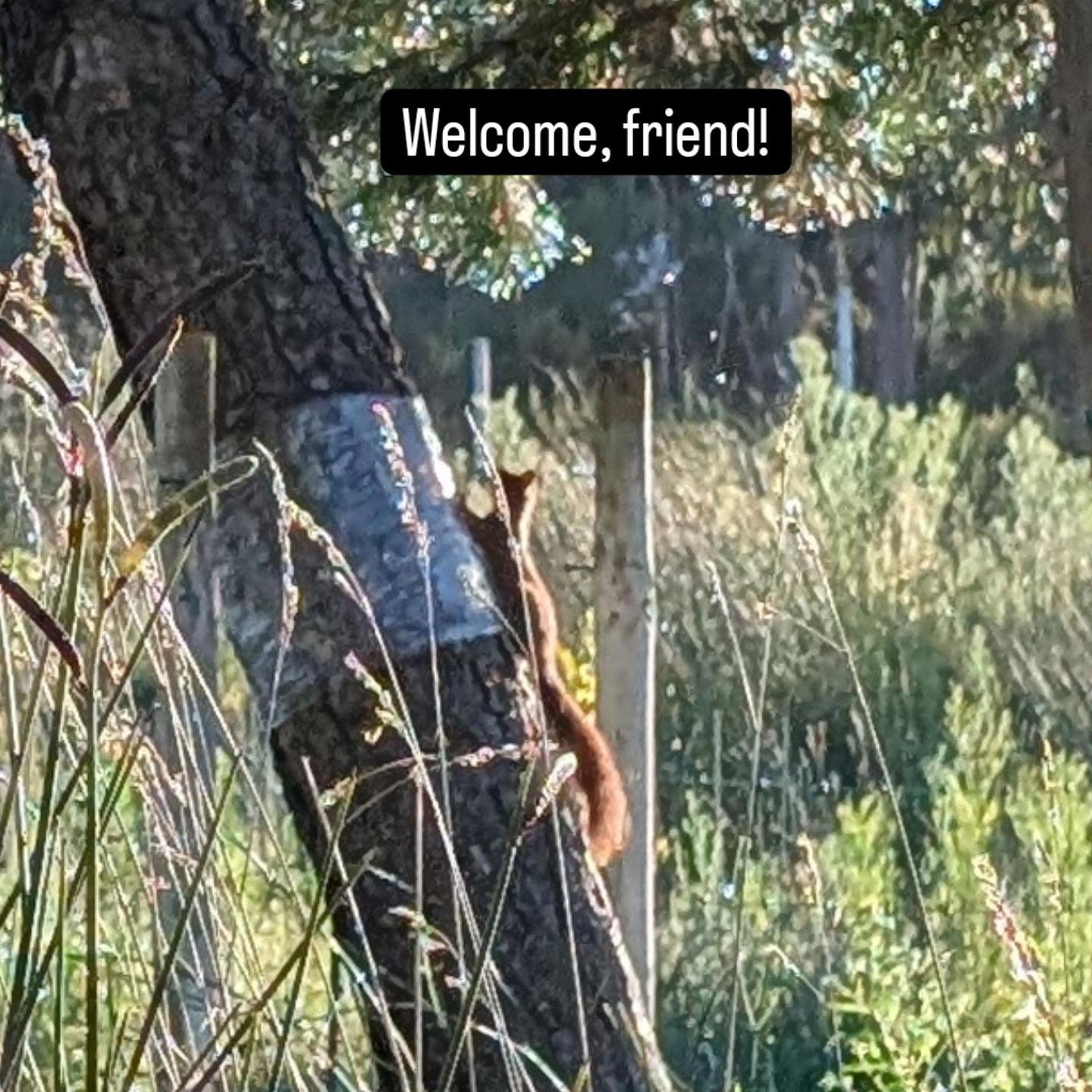 The squirrels are back! 🥳