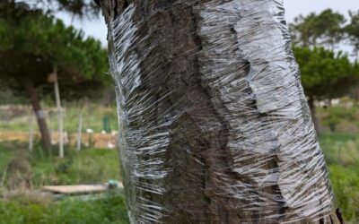 It’s processionary caterpillar season again. Started to wrap pine trunks with cling film, to catch them on the way down.