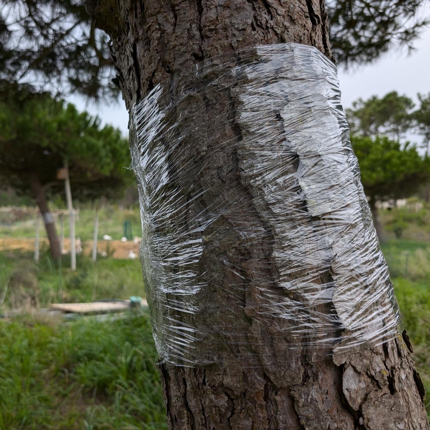 It’s processionary caterpillar season again. Started to wrap pine trunks with cling film, to catch them on the way down.