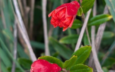 The first time that a pomegranate is flowering!