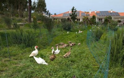 Fresh grass for the adult and teenage ducks and geese.