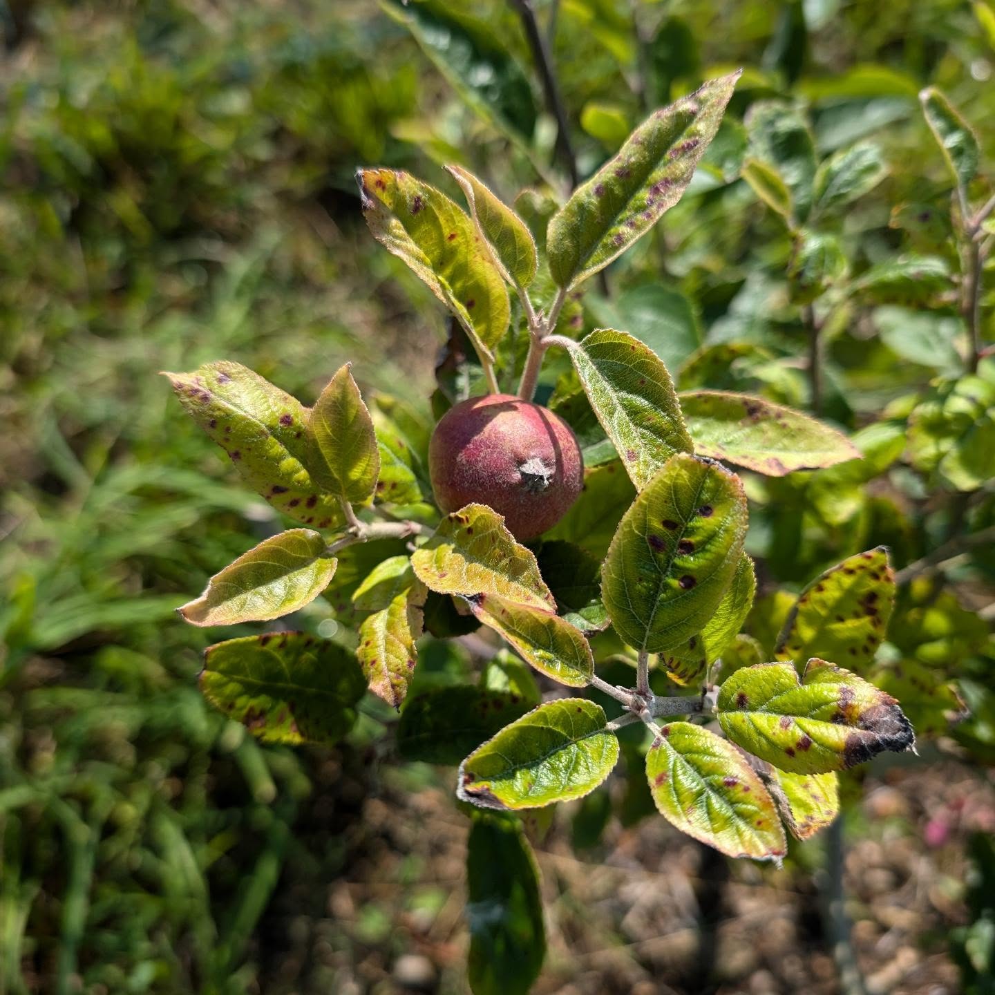 Those leaves could be looking better but that apple is growing so well.
