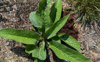 Using coffee grounds to fertilize comfrey