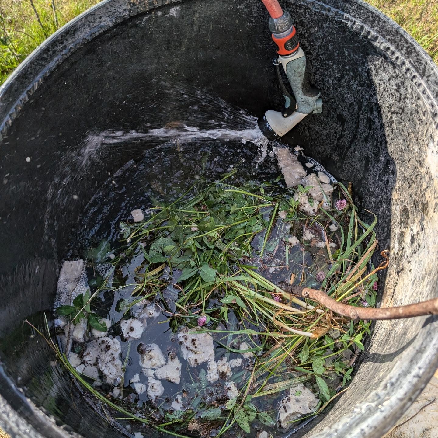 Brewing a batch of JADAM microbial solution (JMS).