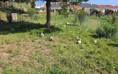 Fresh grass for the ducks and geese.