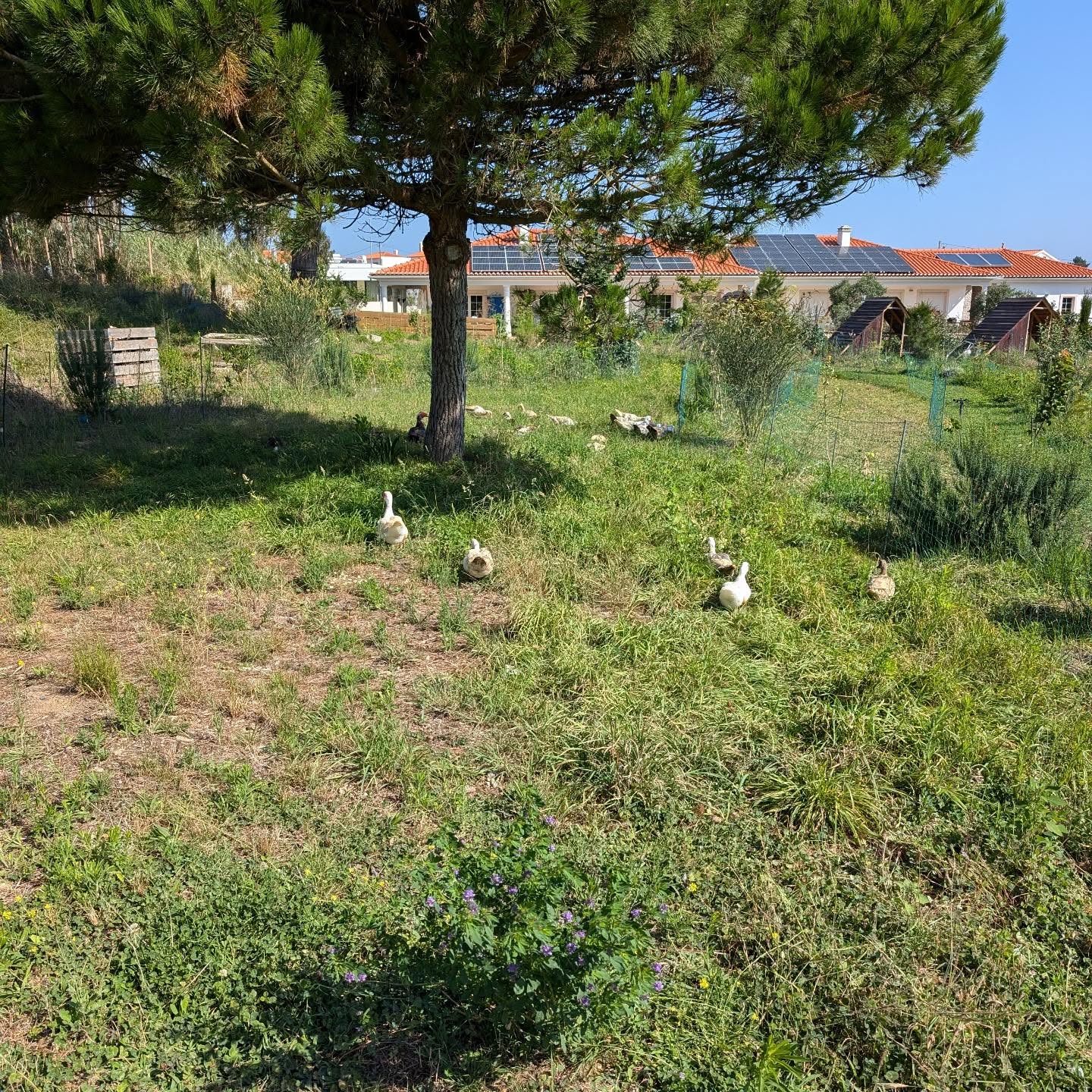 Fresh grass for the ducks and geese.
