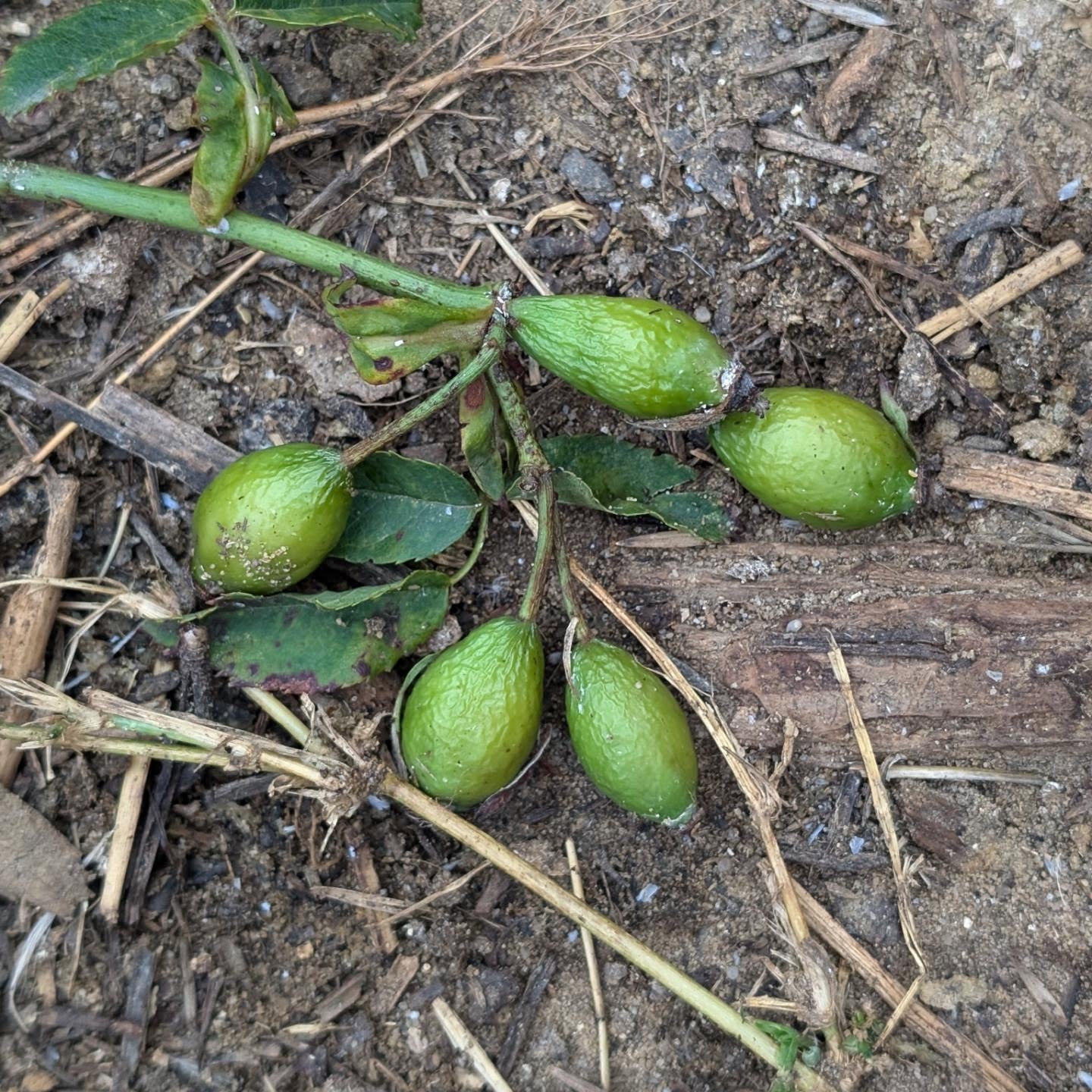 We got some rose hips, Rosa mosqueta, rosa canina, prunnings. We prepared them into cuttings and set them on the ground. Given it’s almost August and they were loaded with fruit, it’s unlikely any will root but we never know. We also spread the fruit around, maybe they’ll feed other animals, or release any seeds.
