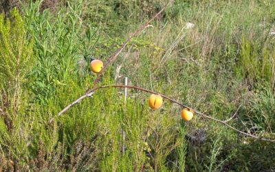 Nectarines