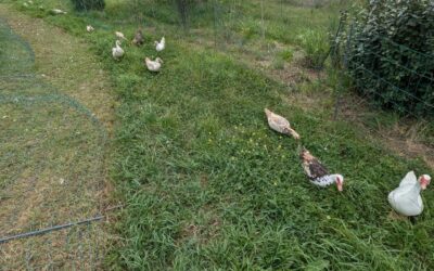 Fresh grass for the adult birds.